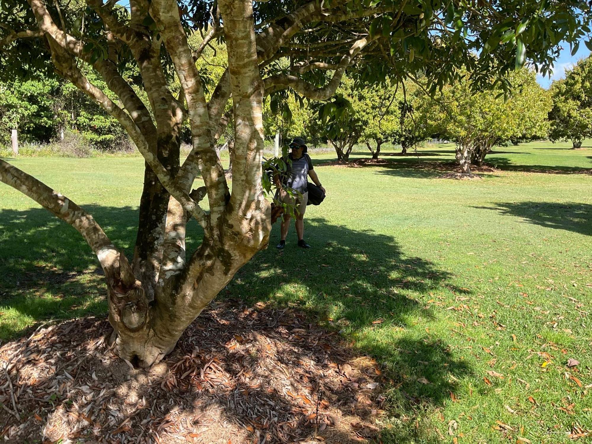Sunshine Coast Retreat Your Own Private Golf Course Diddillibah Buitenkant foto